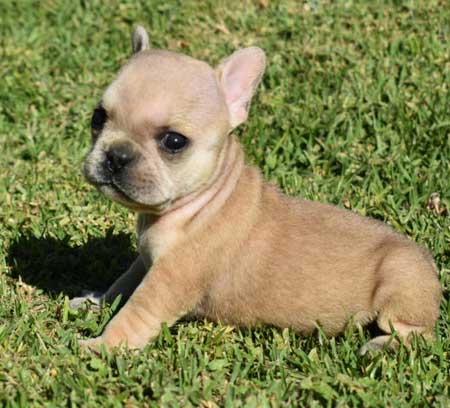 cachorro bulldog frances
