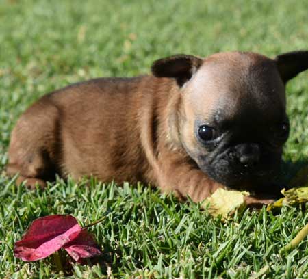 cachorro bulldog frances