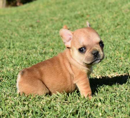 cachorro bulldog frances