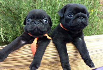 perros pug carlinos