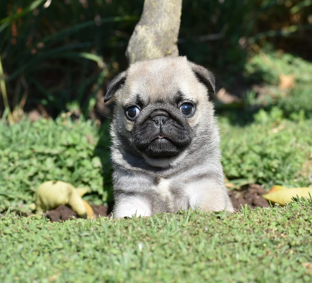 cachorro pug carlino venta