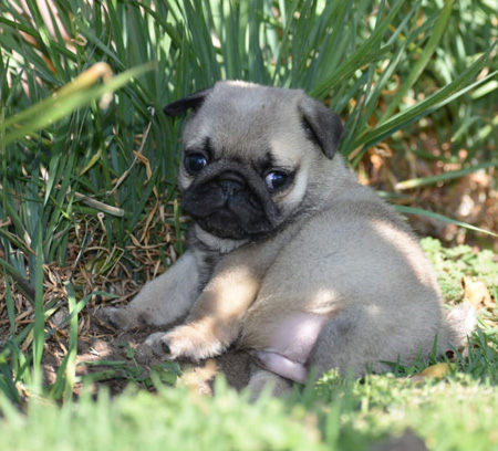 cachorro pug carlino venta