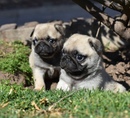 cachorro pug carlino venta