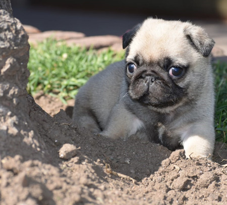 cachorro pug carlino venta