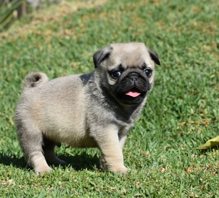 cachorro pug carlino venta